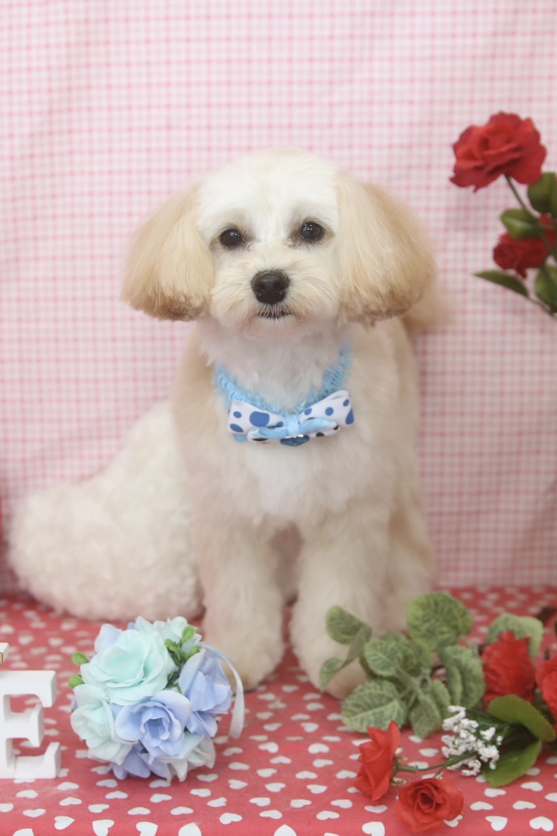 ミックス犬のくうちゃん。